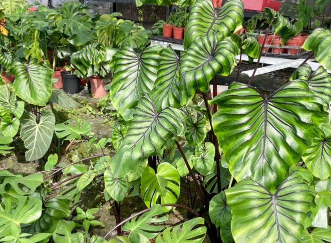 龜背芋爛根處理