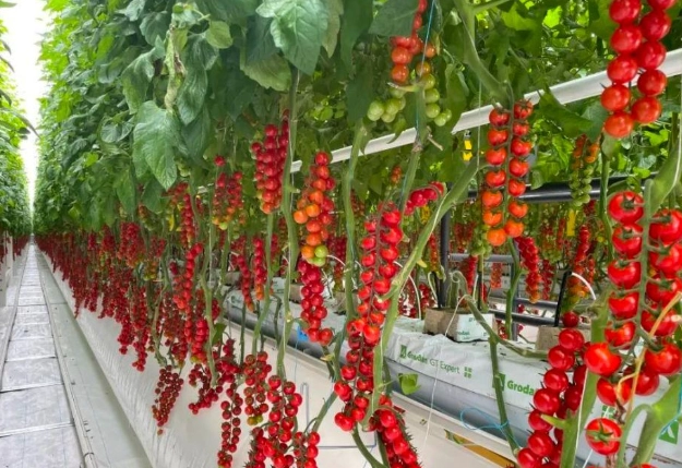 小果番茄健康管理