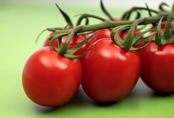 番茄栽種方法 番茄栽種方法