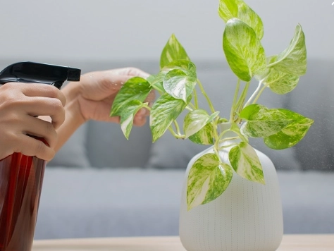 室內植物推薦 室內植物推薦