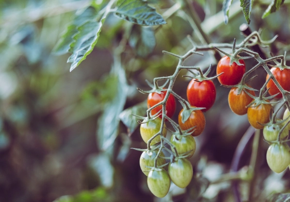 小番茄间距建议