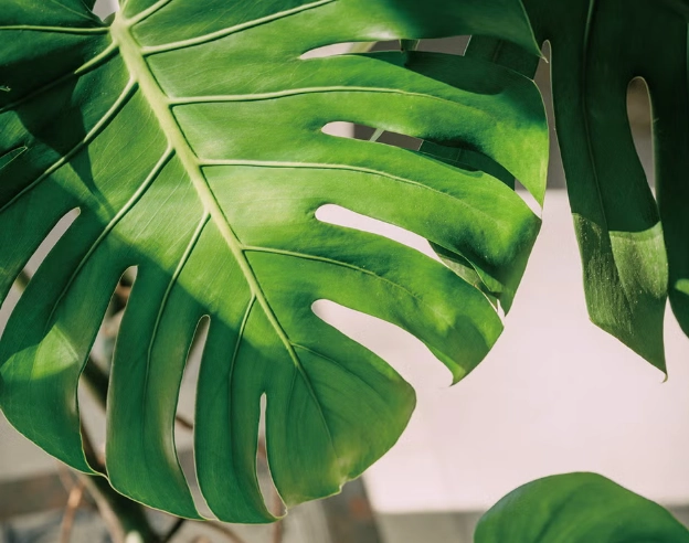 水培龜背芋根部腐爛