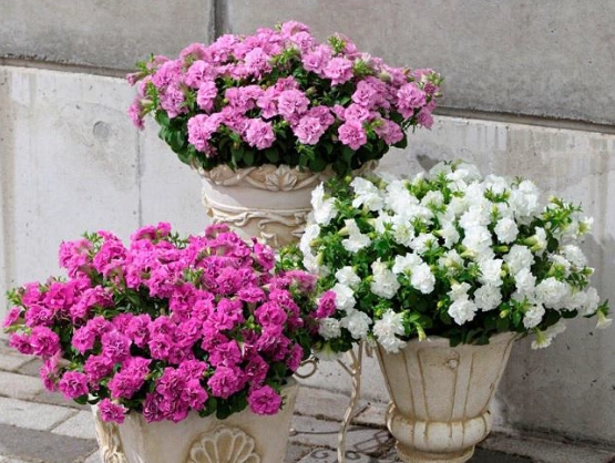 低維護戶外植物 低維護戶外植物