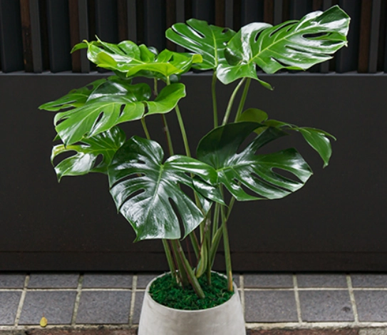 水耕龜背芋步驟 水耕龜背芋步驟