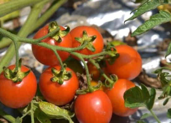 小番茄间距建议