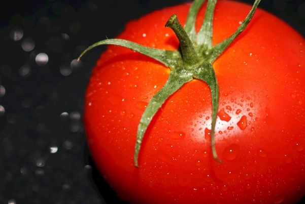 番茄栽培管理 番茄栽培管理