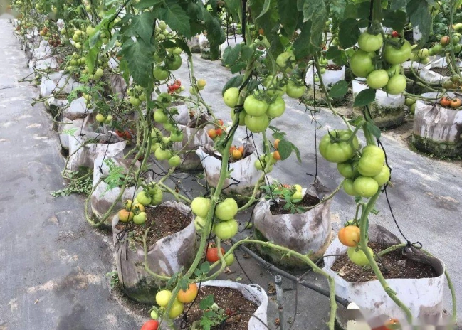 番茄栽培常見問題