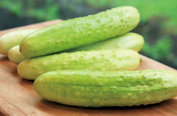 水果胡瓜病蟲害防治