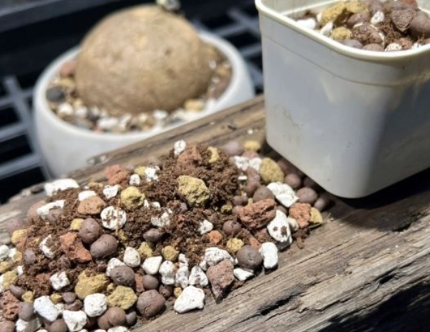 綠鑽植物照顧 綠鑽植物照顧