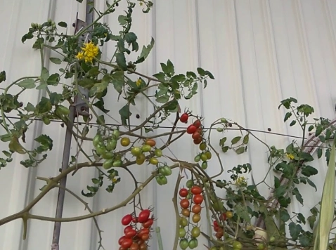 番茄盆栽種植 番茄盆栽種植