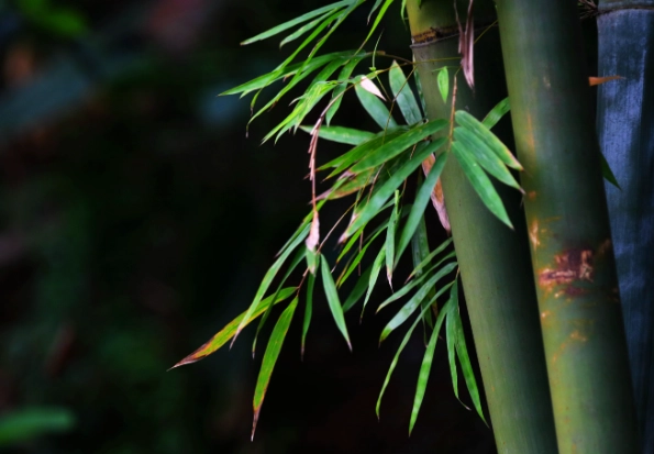 竹子葉子變黃原因