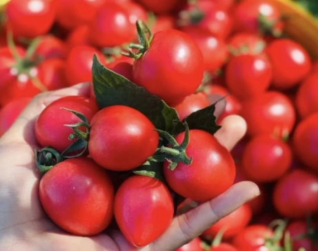 番茄種植方法 番茄種植方法