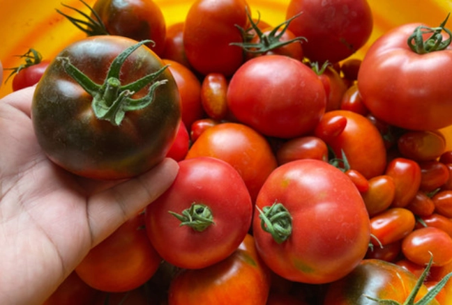 黑柿番茄种植技巧