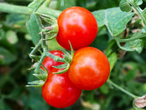 番茄种植技术 番茄种植技术