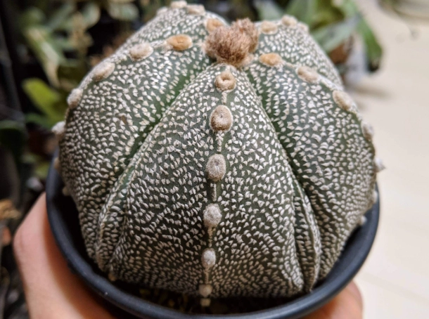 兜生長緩慢原因