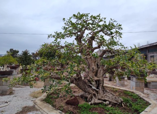 七里香種植指南