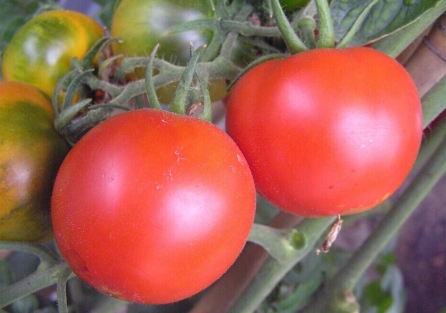 蕃茄種植問題 蕃茄種植問題
