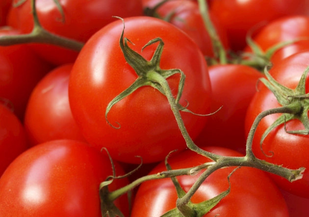 牛番茄栽培時機