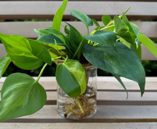 室內水種植物推薦 室內水種植物推薦