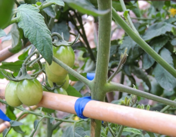 蕃茄壞處 蕃茄壞處