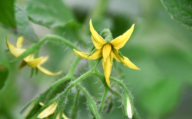 番茄病毒病防治 番茄病毒病防治