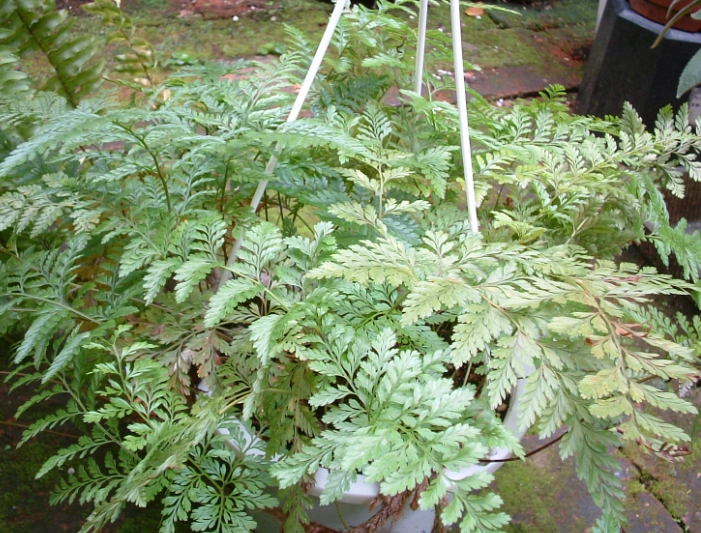 發泡煉石園藝使用