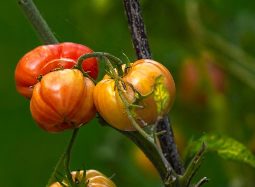 番茄開花結果 番茄開花結果