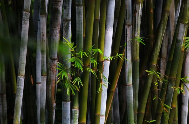 竹子葉子變黃原因