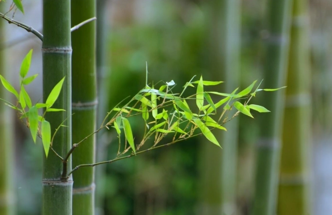 竹子葉子變黃原因