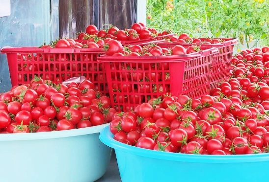 陽台小番茄栽培