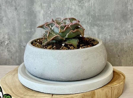 低維護戶外植物 低維護戶外植物