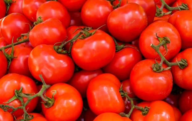 蕃茄種植問題 蕃茄種植問題