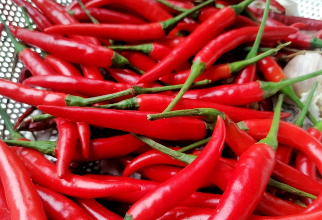 辣椒盆栽澆水注意事項