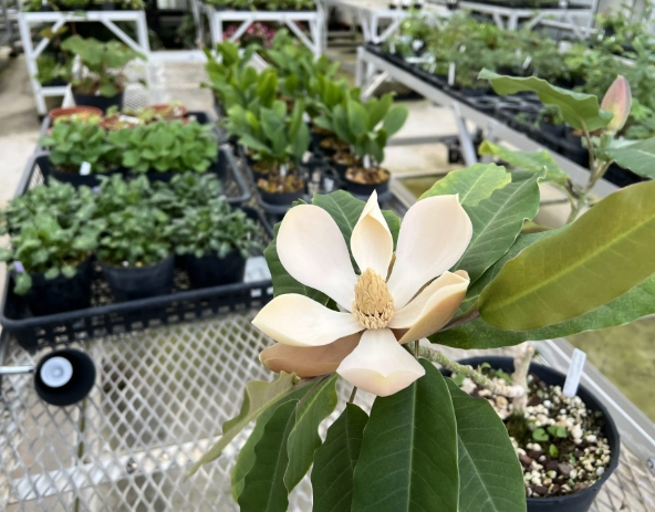 玉蘭花嫁接方法