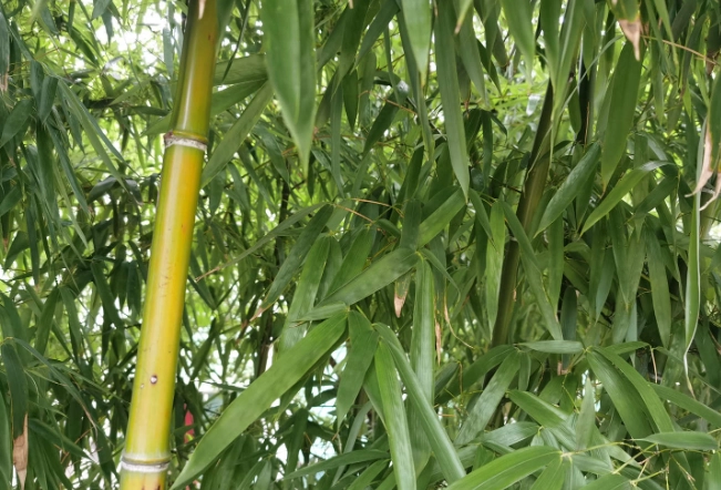 竹子養護技巧