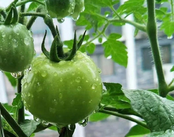 番茄盆栽種植 番茄盆栽種植