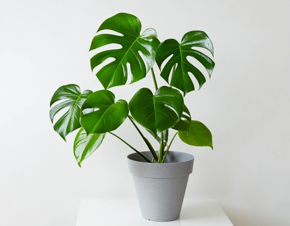 水耕龜背芋步驟 水耕龜背芋步驟