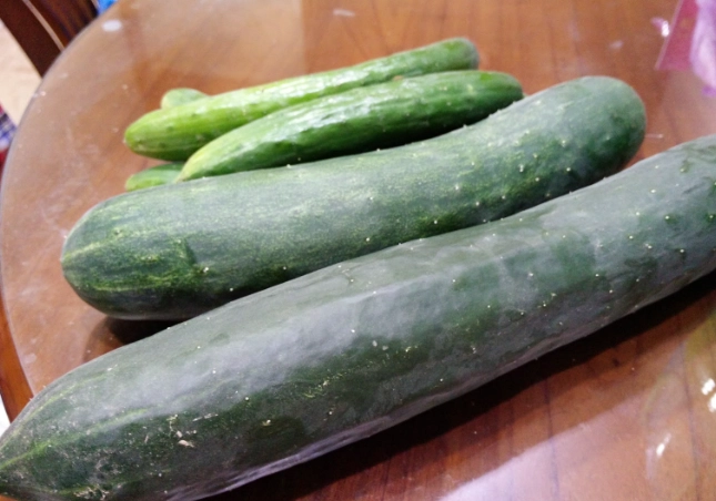 小黃瓜盆栽技巧