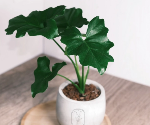 空氣淨化植物 空氣淨化植物