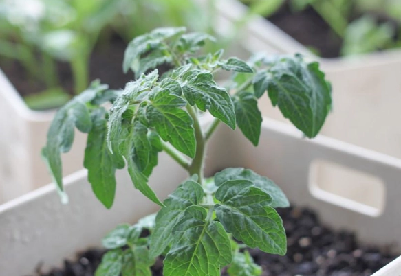 小番茄间距建议