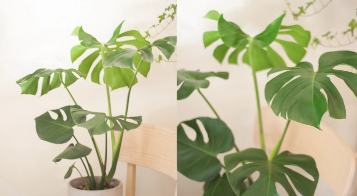 龜背芋節點繁殖 龜背芋節點繁殖