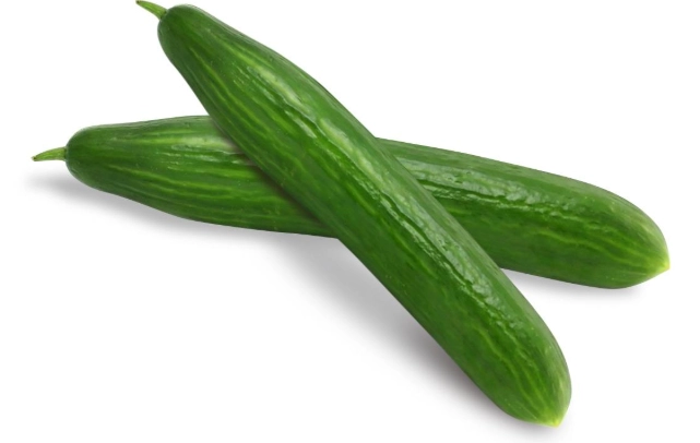 小黃瓜種植季節