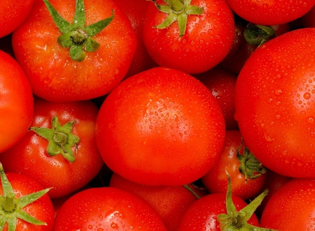 番茄掉果防治 番茄掉果防治