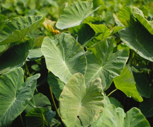 水培龜背芋根部腐爛