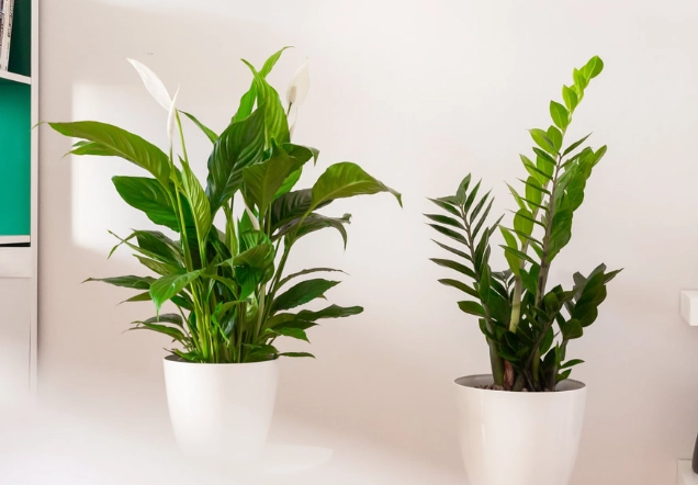 盆栽淨化空氣方法 盆栽淨化空氣方法