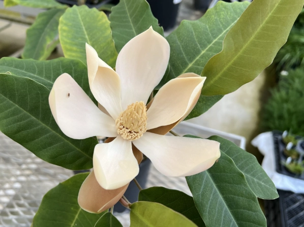 玉蘭花繁殖技巧