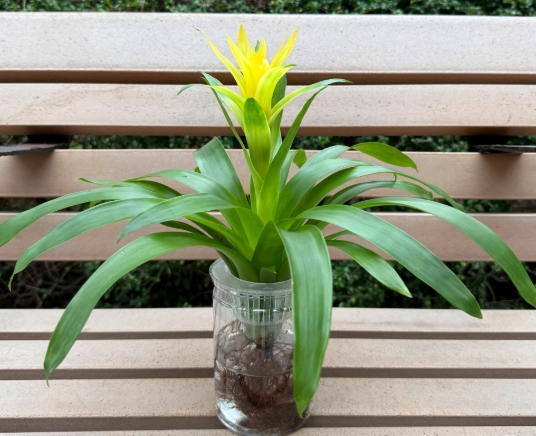 室內水種植物推薦 室內水種植物推薦