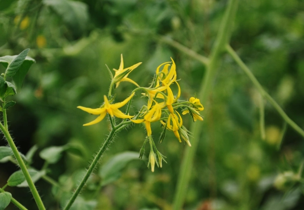番茄晚疫病防治 番茄晚疫病防治