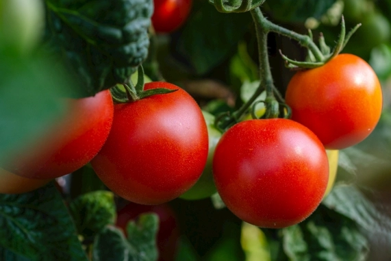 番茄種植肥料選擇