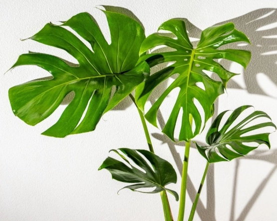 龜背芋節點問題 龜背芋節點問題